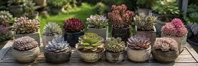The Next Gardener Review: Professional-Grade Succulent Soil Explored (15% OFF)