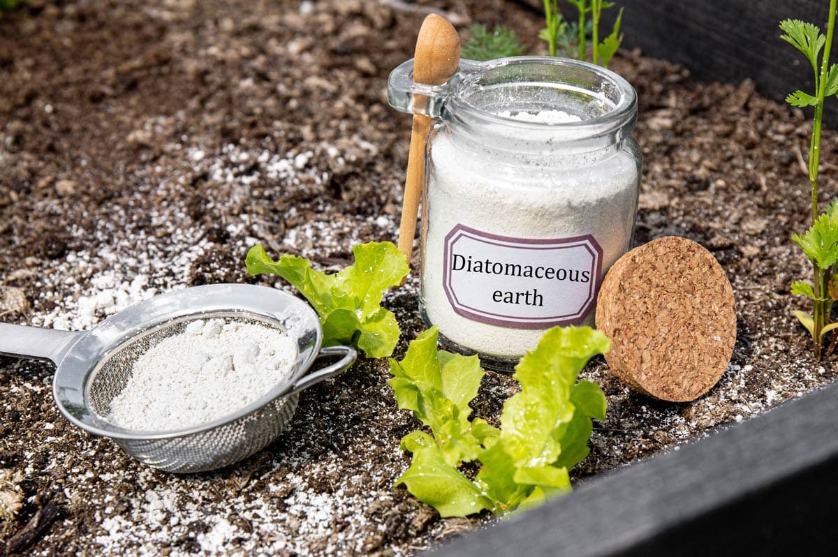 Diatomaceous Earth Review: Is Food Grade DE Worth the Hype?